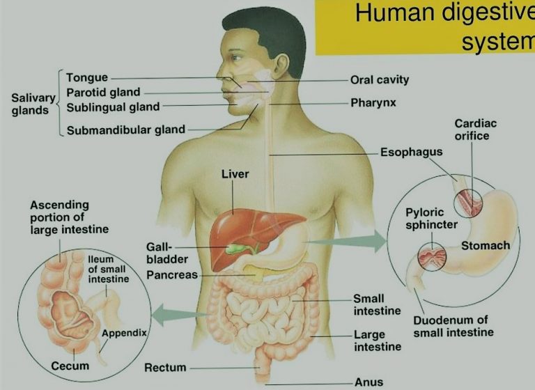 Human Digestive System Alimentary Canal Bloggjhedu